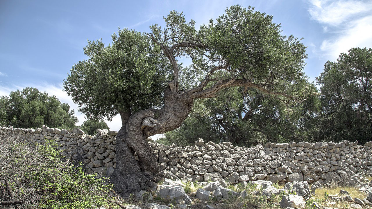 Olive tree from the Lun olive groves. Photo credit: milivanily (pixabay.com)