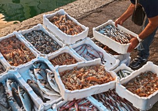 Il pesce più delizioso dell'Adriatico e specialità di pesce