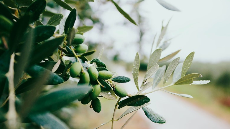 Olives. Photo credit: Nazar Hrabovyi (Unsplash.com)