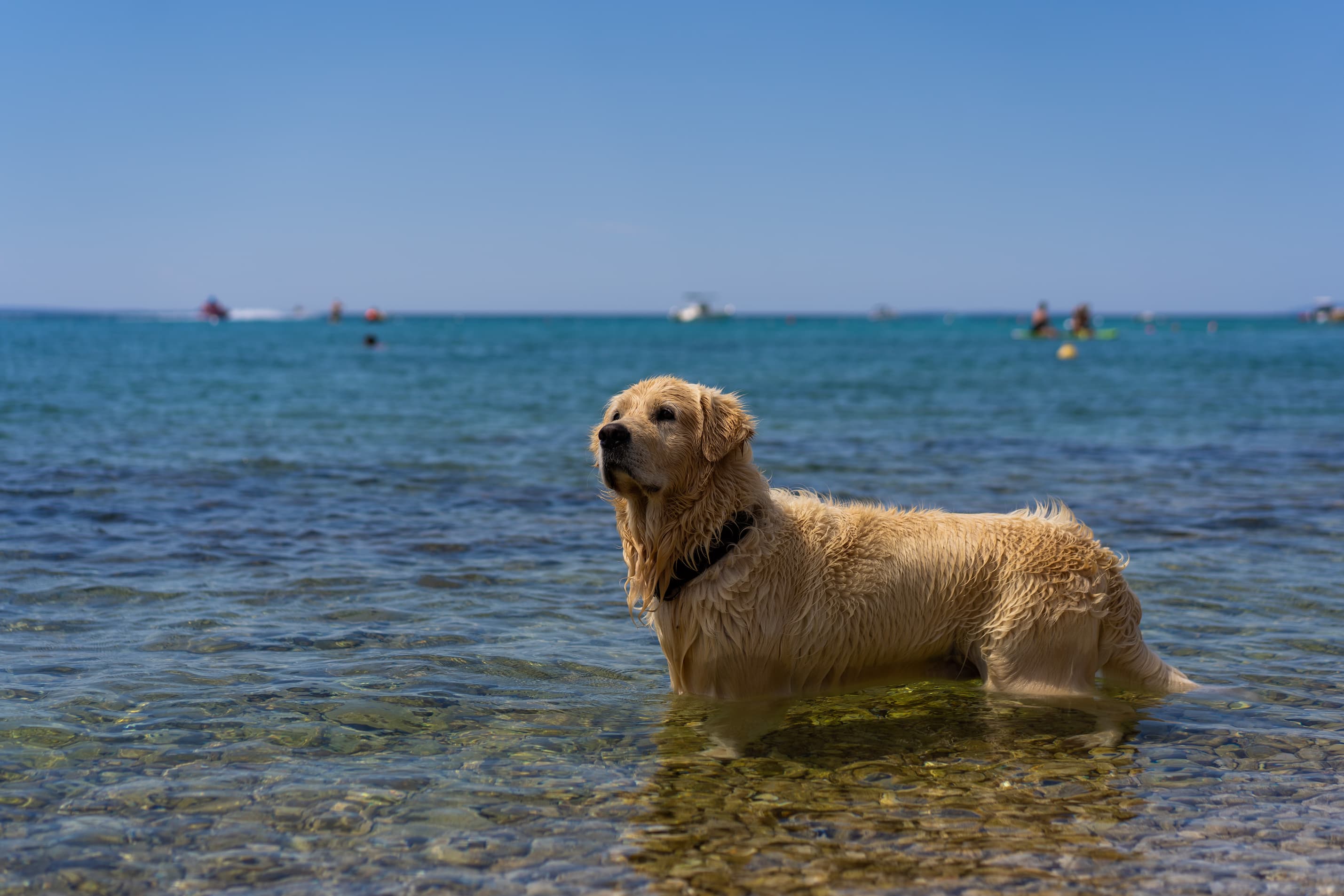 Plaža za pse